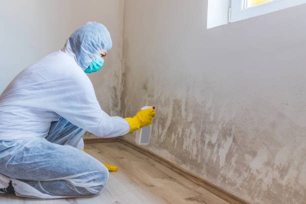 Licensed Commercial Mold Remediation service in Hampton, GA - WQB Mold Removal